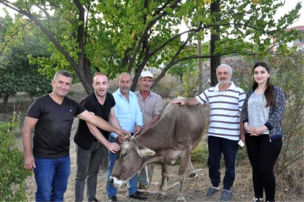 Kayıp ineğine sosyal medya paylaşımıyla kavuştu