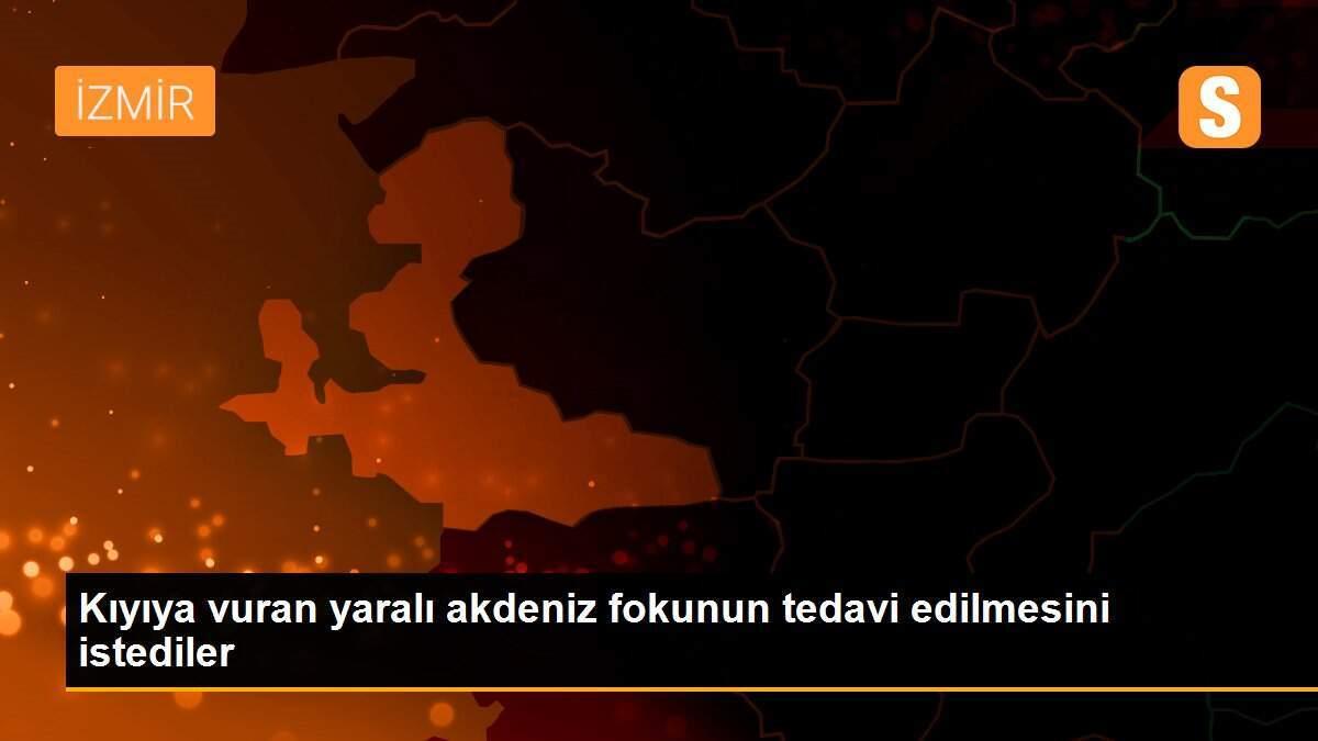 Kıyıya vuran yaralı akdeniz fokunun tedavi edilmesini istediler