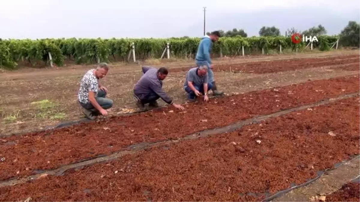 Manisa\'da şiddetli yağmur ekili alanları vurdu