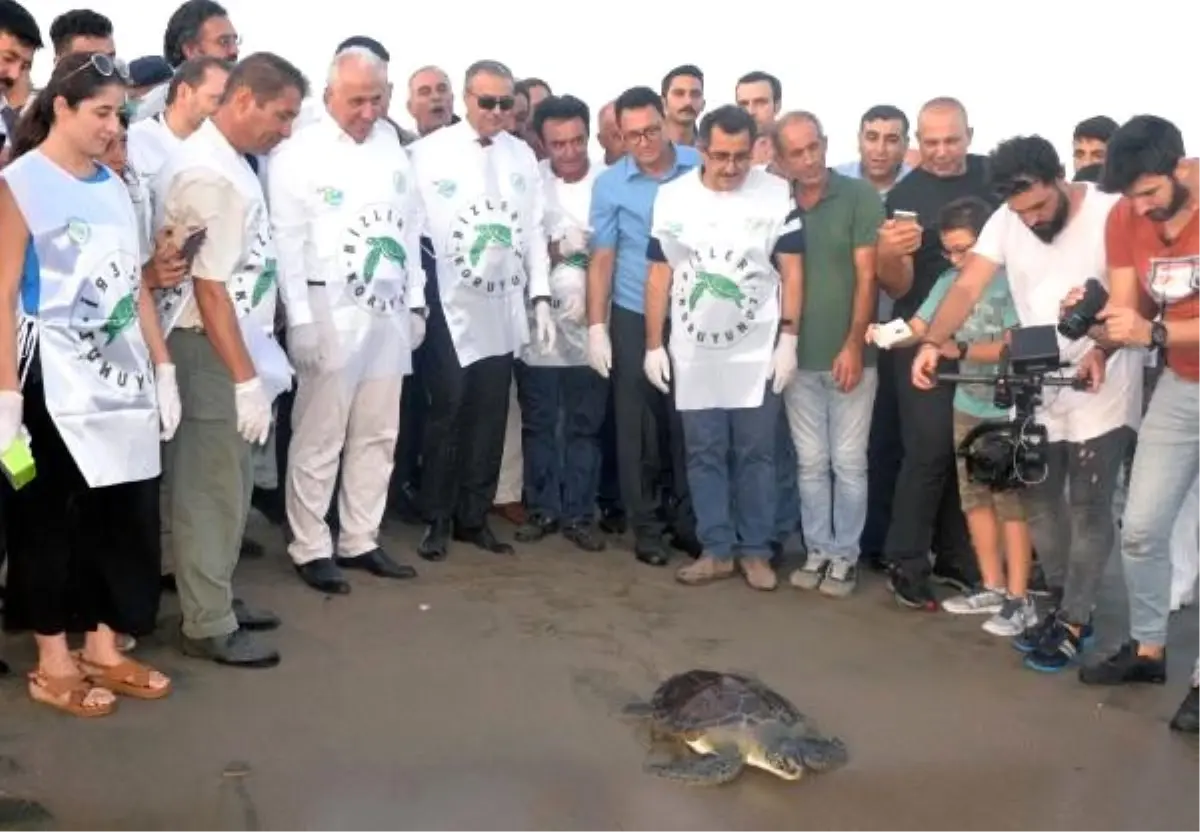 Tedavi edilen caretta carettalar, yeniden denizle buluştu