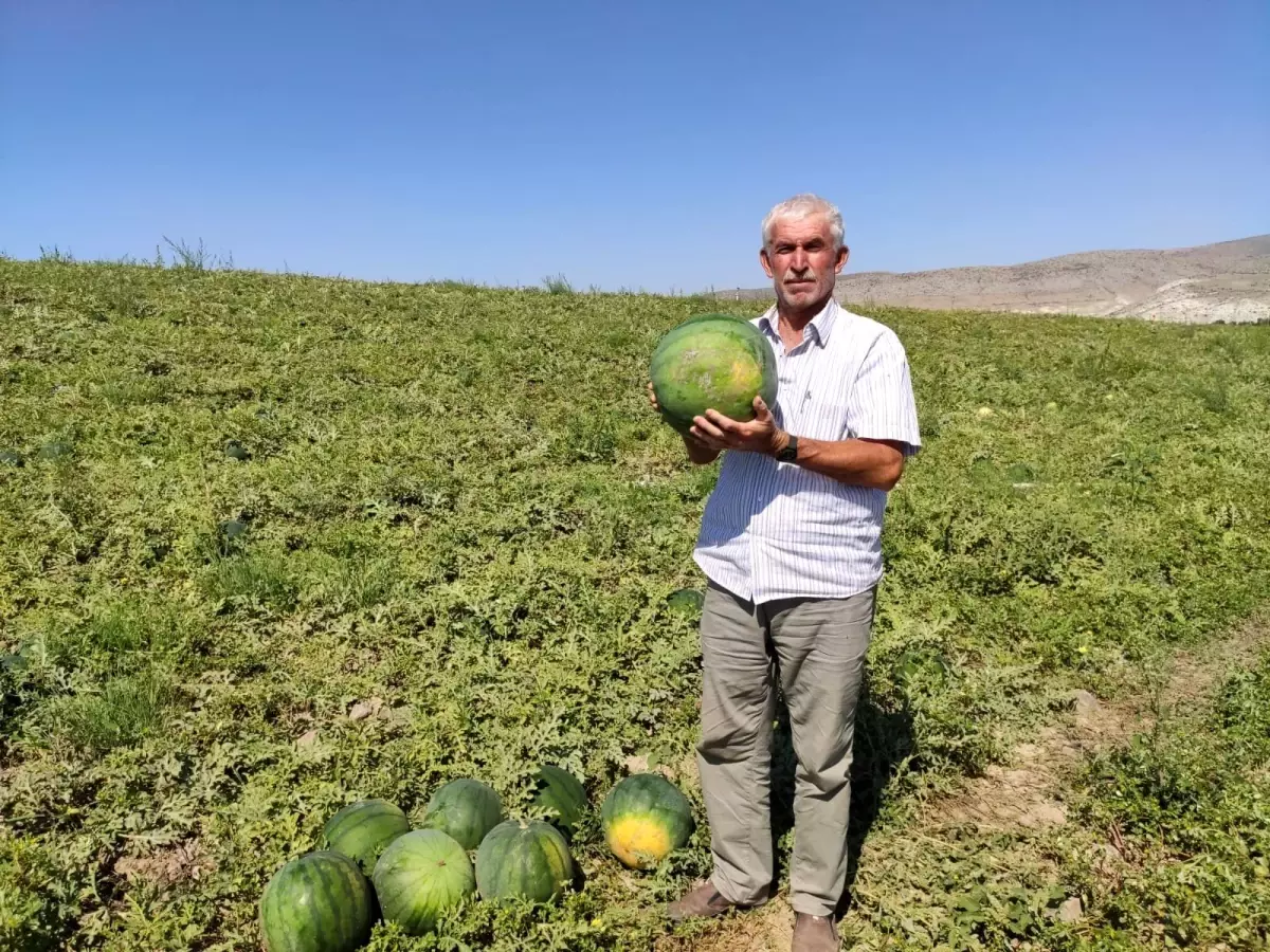 Tohumunun nereden geldiği bilinmeyen güreş karpuzu, 6 ay bozulmuyor