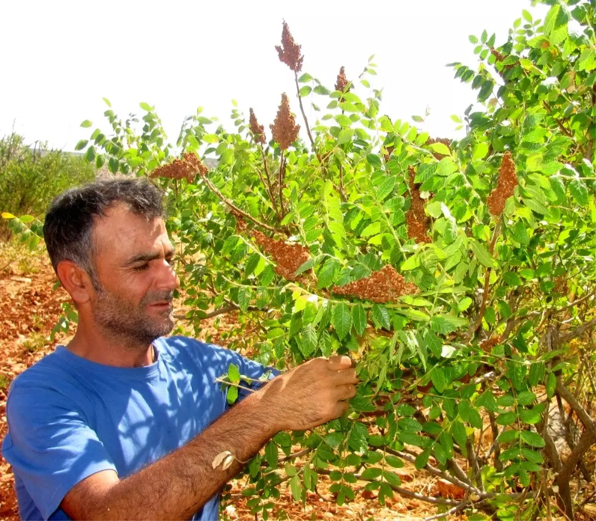 Araban ilçesinde sumak hasadına başlandı