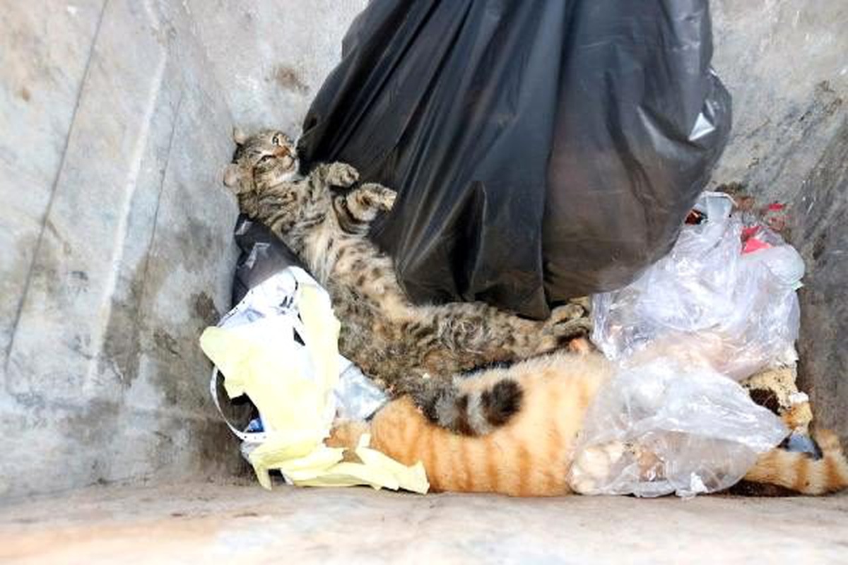 Çal\'da 28 sokak kedisi zehirlendi