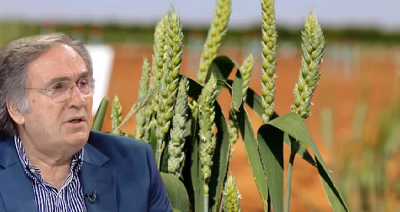 Cumhurbaşkanı Başdanışmanı Saraçoğlu: Ata tohumları 2020\'de ücretsiz dağıtılacak