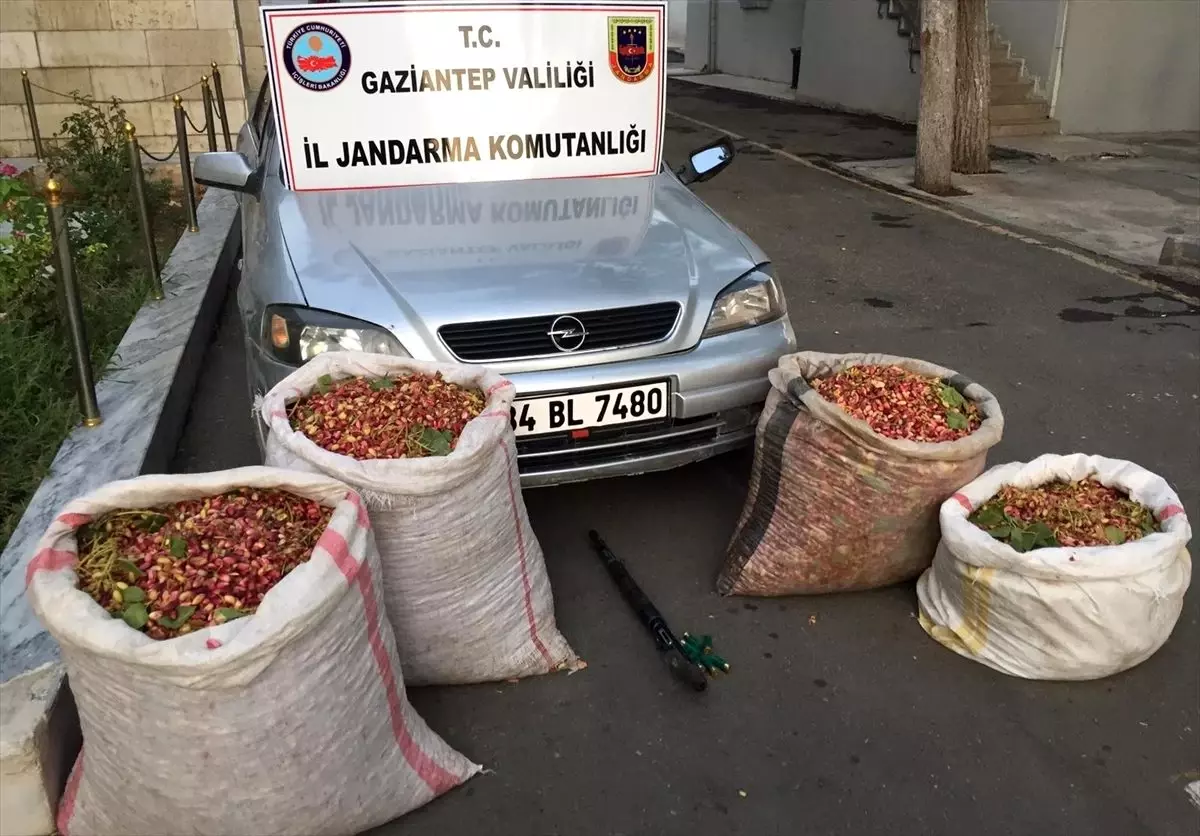 Fıstık hırsızları kaza yapınca yakalandı