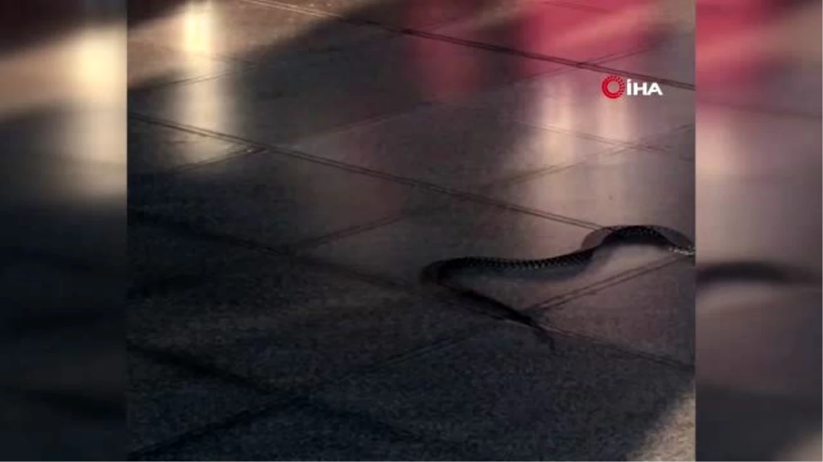 Milas- Bodrum Havalimanı\'nda yılan paniği