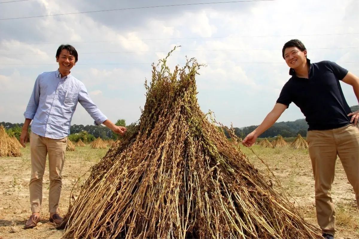 Japonlar \'Suşi\' susamı için Muğla\'da