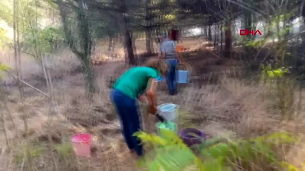 Tekirdağ orman yangınına kovalarla müdahale ettiler