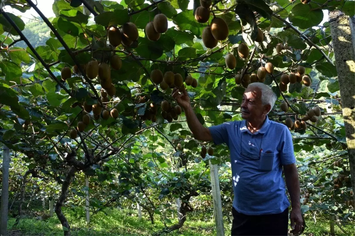 Yağmur, kivi üreticisine yaradı