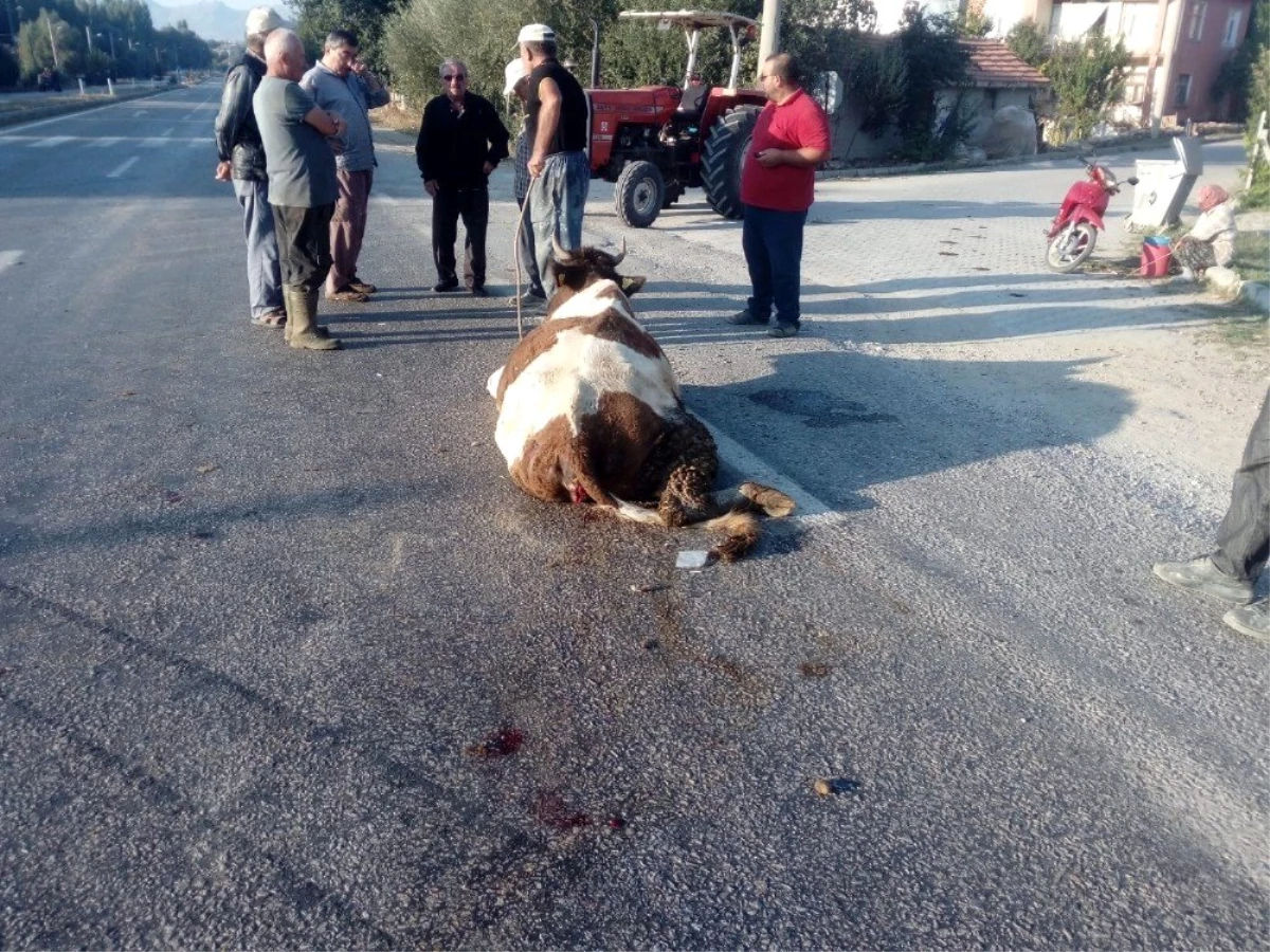 Beyşehir\'de hafriyat kamyonu yola çıkan ineğe çarptı