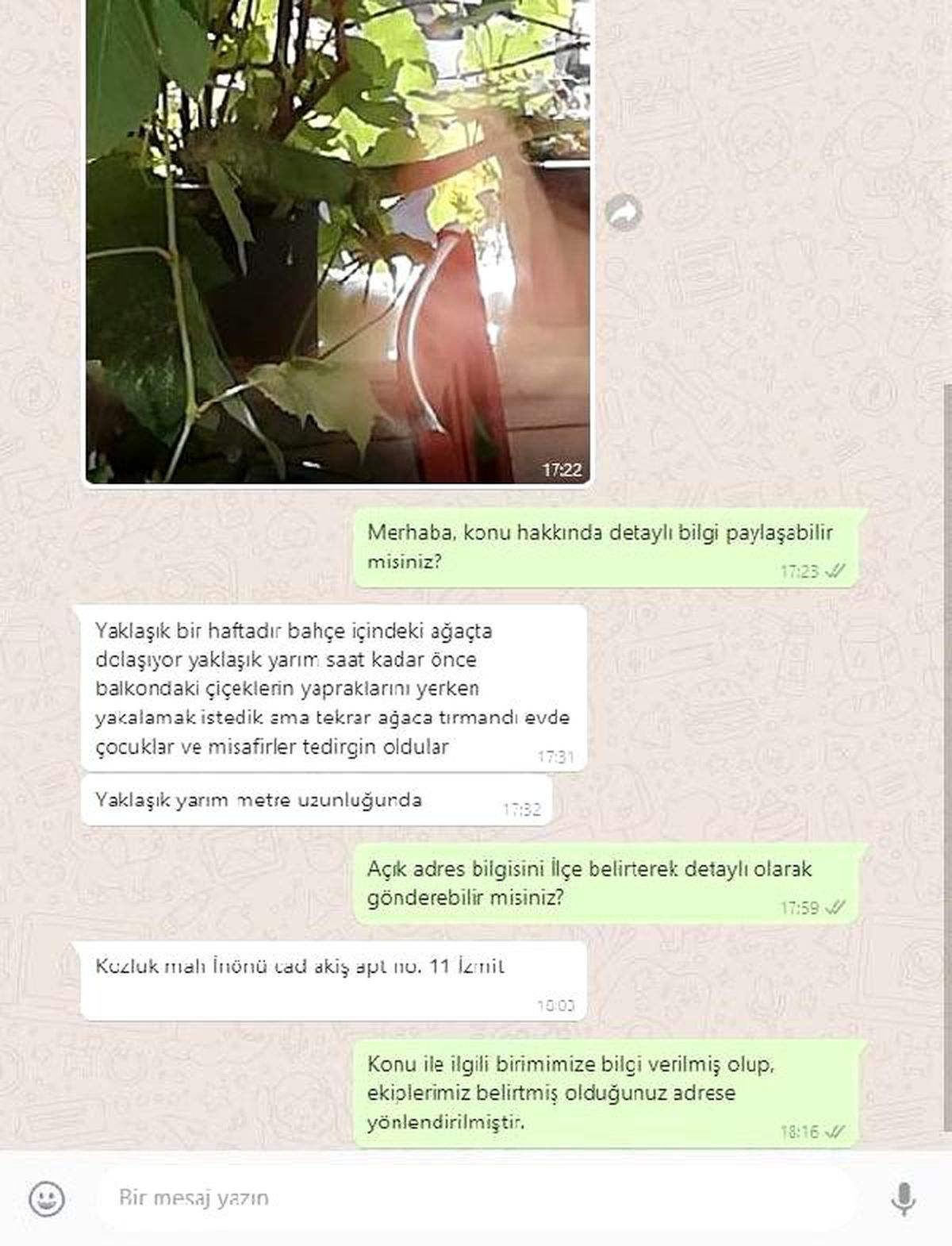 Evin bahçesindeki iguana, ekipler tarafından yakalandı