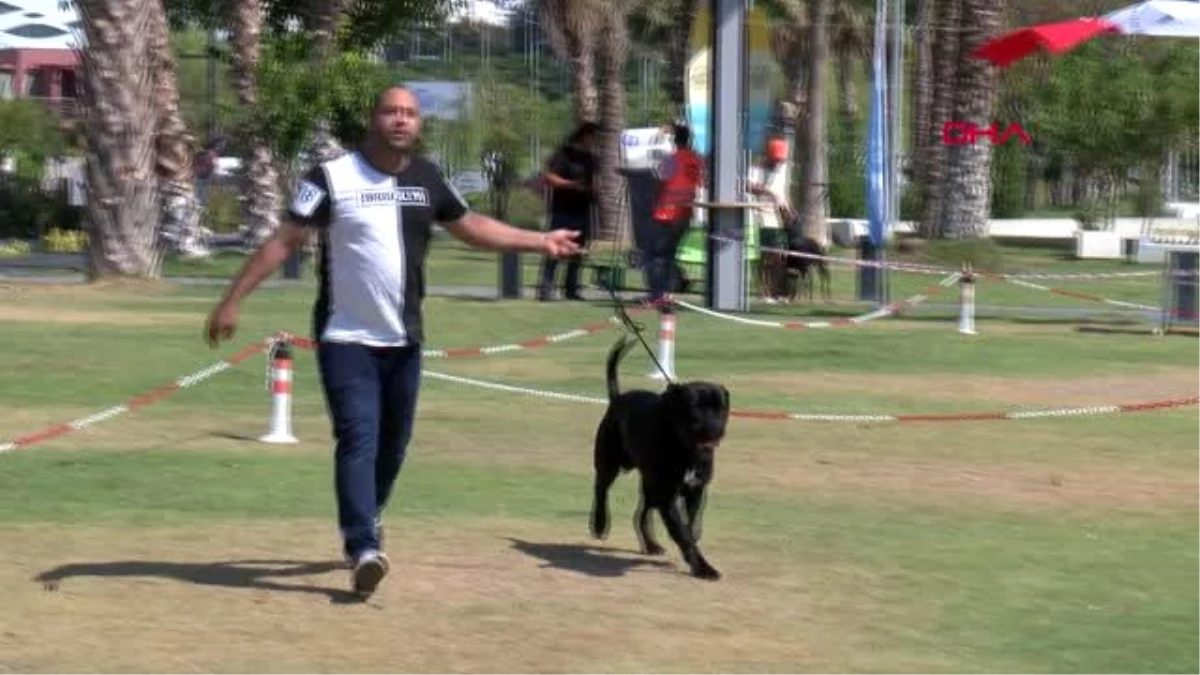 Irk köpekler, antalya\'da yarışıyor