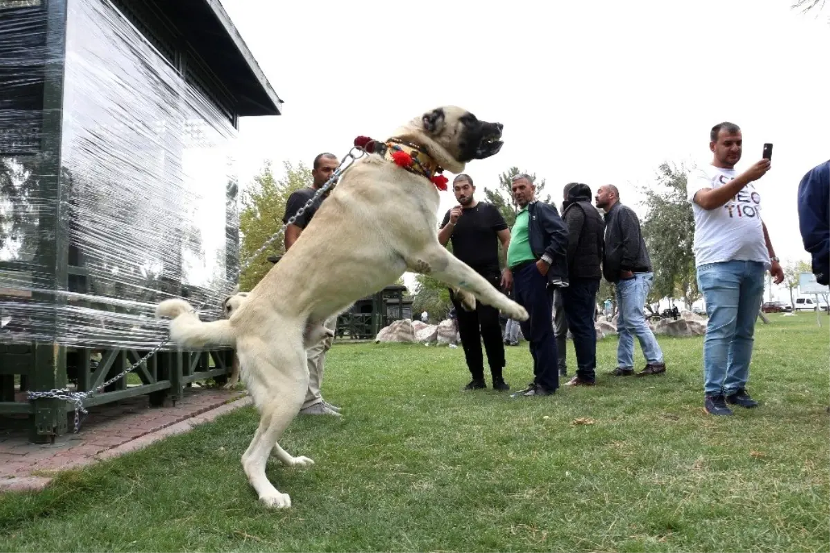 Konya\'da çoban köpekleri yarıştı