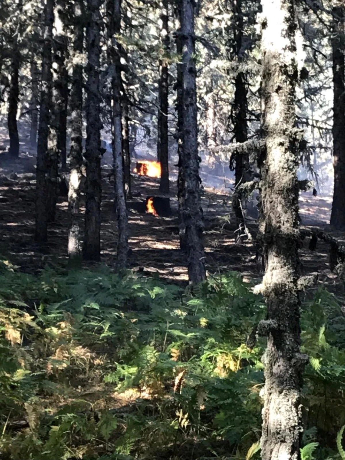 Kütahya\'da orman yangını