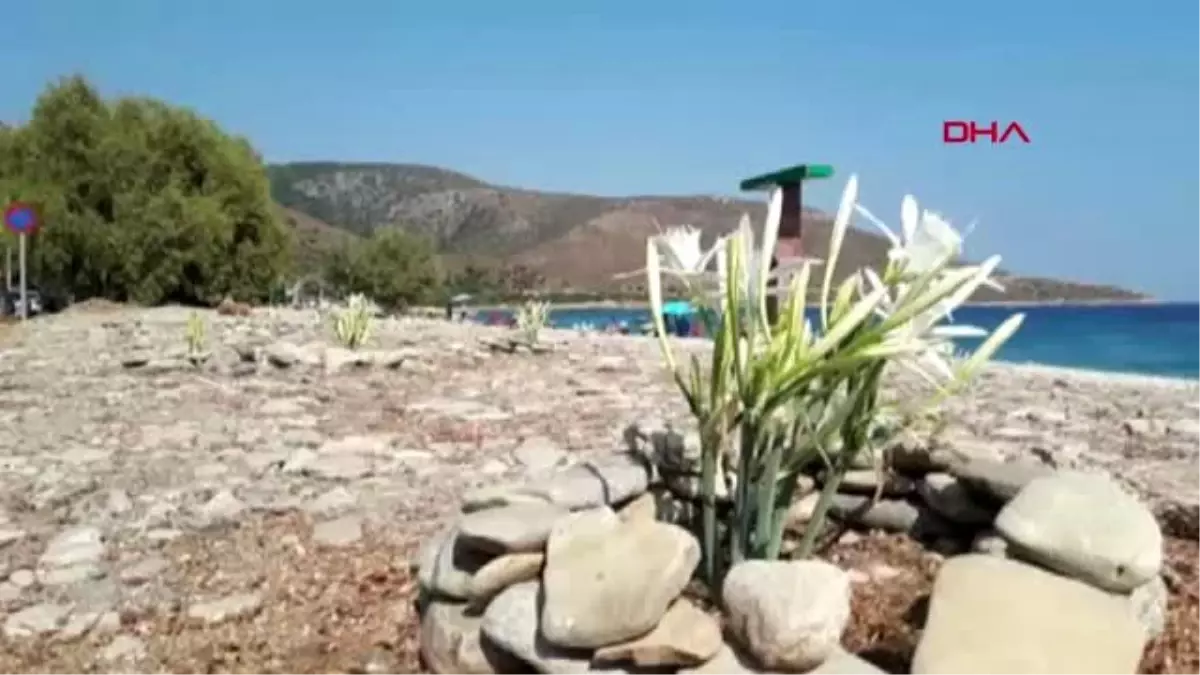 Muğla datça\'da kum zambakları yine açtı