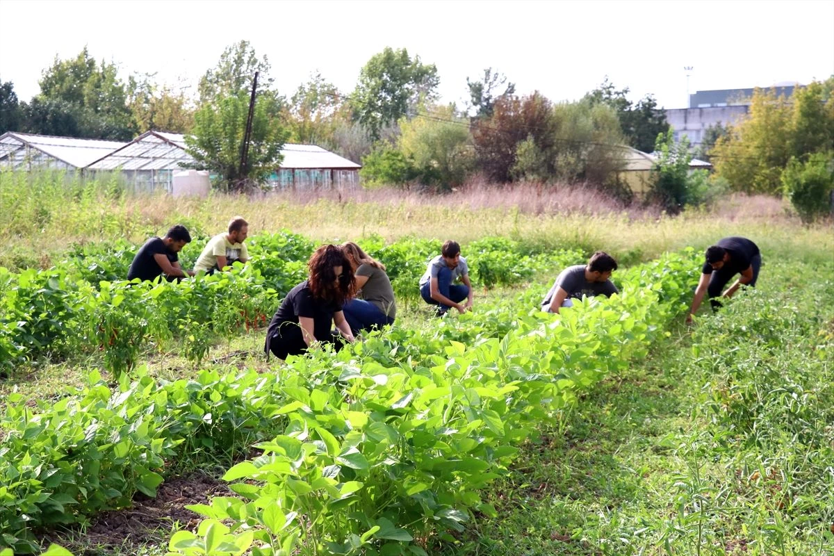 Üniversitede sebze meyve yetiştirerek organik tarımı öğreniyorlar