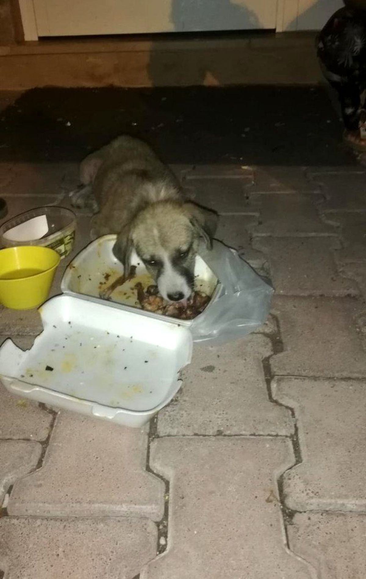 Yaralı köpek tedavi altına alındı