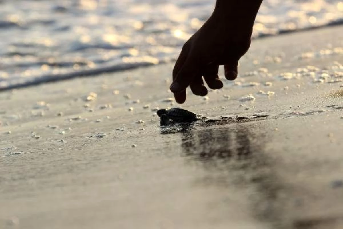 Yavru deniz kaplumbağalarının denize kavuşma mücadelesi görüntülendi
