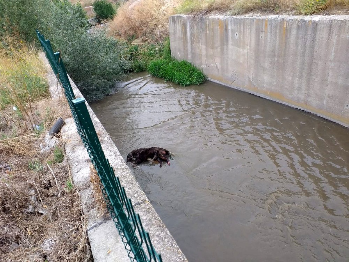 Başkent\'te 3 köpek zehirlenip su kanalına atıldı