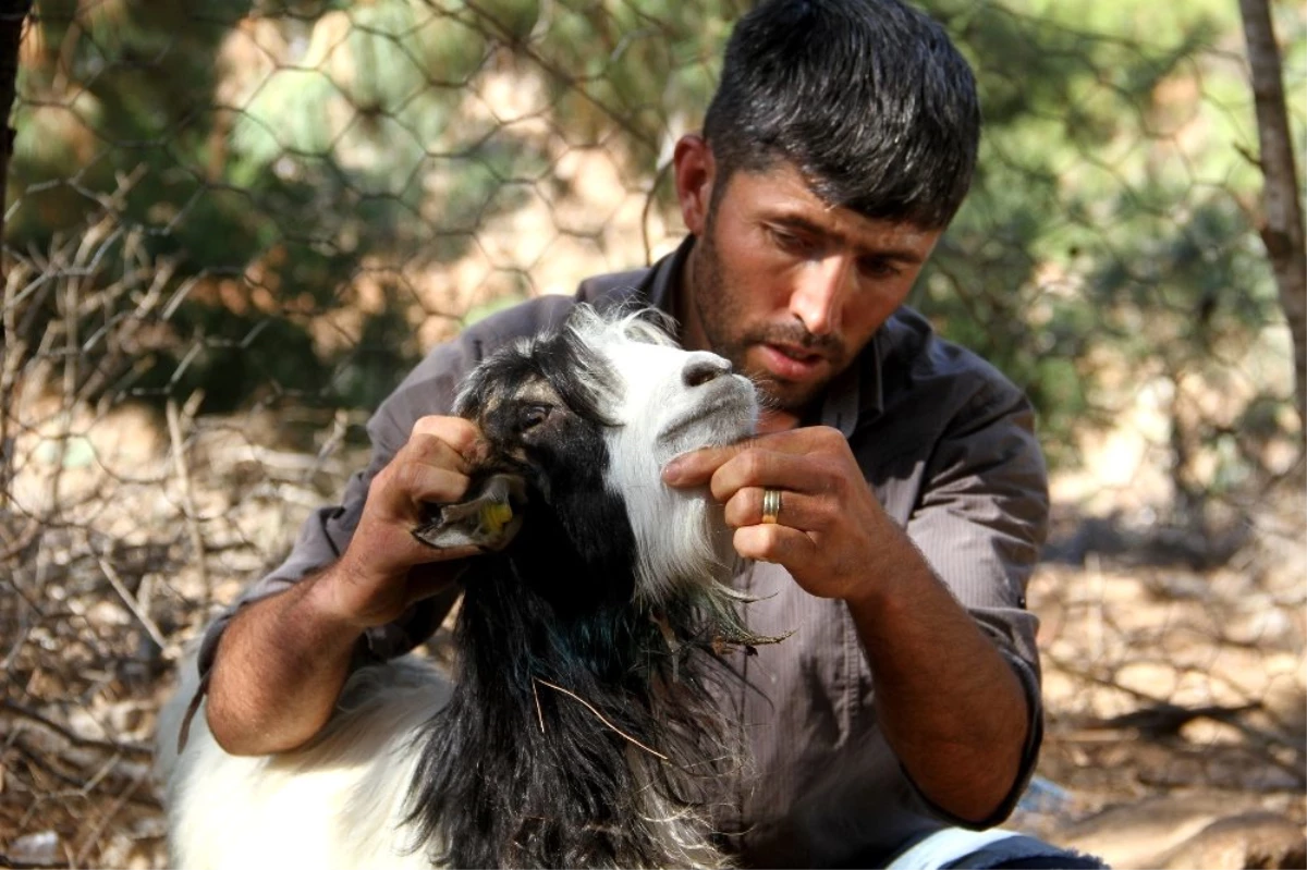 Fethiye\'de kurtlar keçi sürüsüne saldırdı: 35 keçi telef oldu