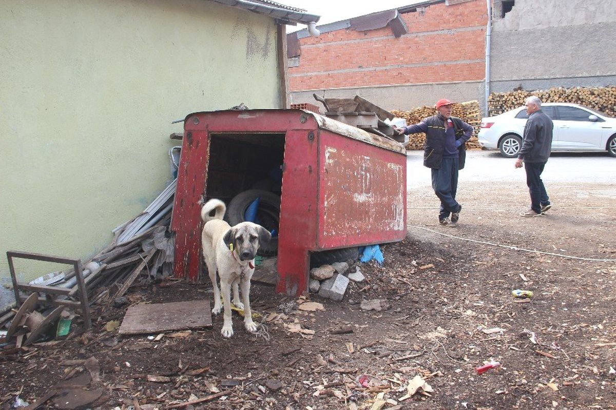 Kamera da köpek de hırsızlara engel olamadı