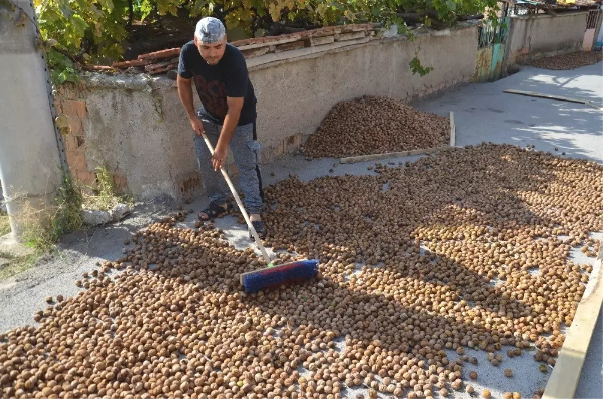 Oğuzlar cevizi, üreticinin yüzünü güldürdü