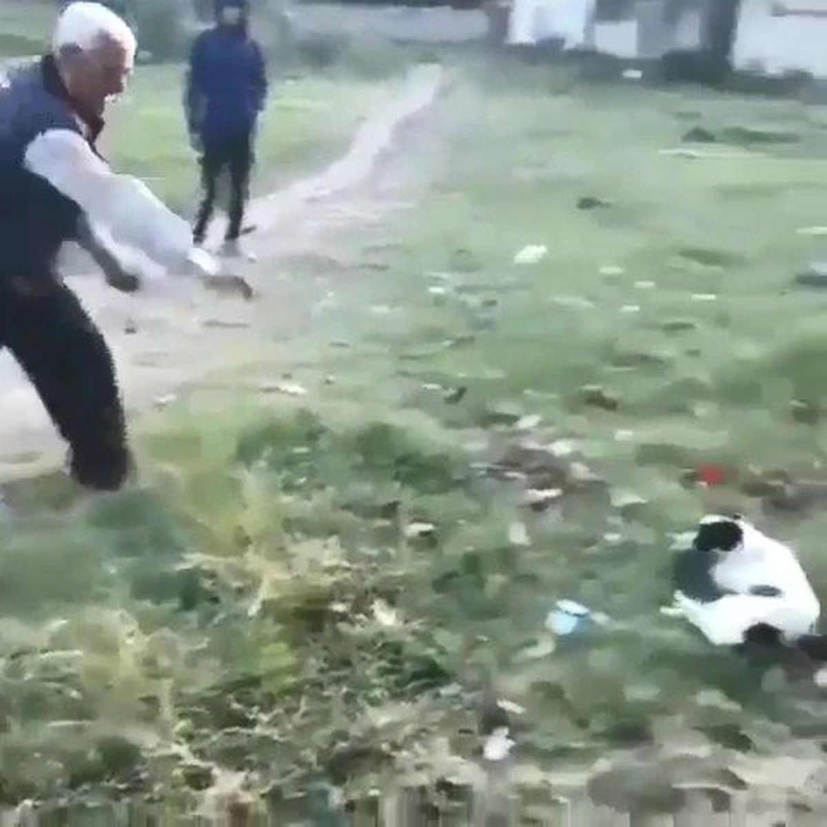 Önce köpeğe, sonra duruma tepki gösteren gence taş attı
