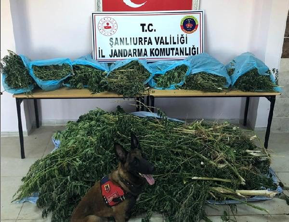 Şanlıurfa\'da 16 kilo esrar ile 335 kök hint keneviri ele geçirildi