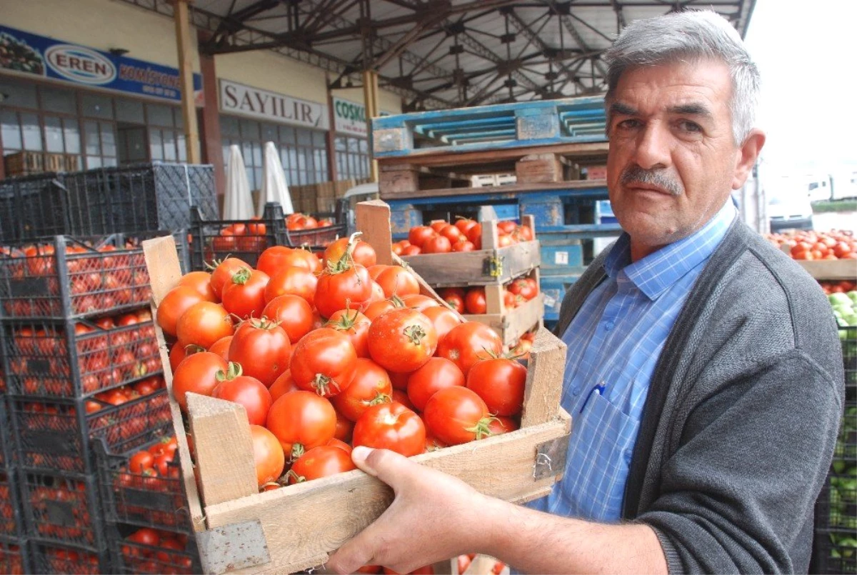 Tokat\'ta domates 20 kuruşa düştü