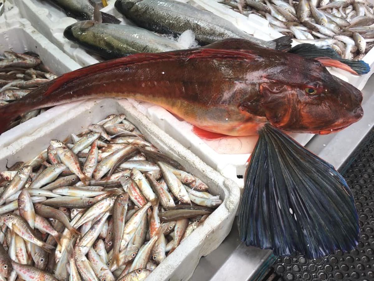 Yıllar sonra ağlara takılan kırlangıç balığı şaşırttı