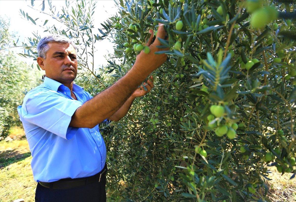 Zeytinde halkalı leke mücadelesi sonuç verdi
