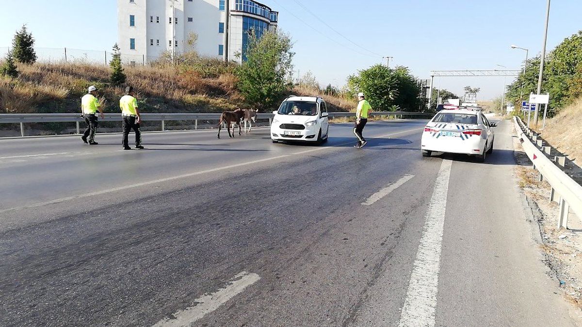 Çevre yoluna çıkan başıboş eşekler, sürücülere ve polislere zor anlar yaşattı
