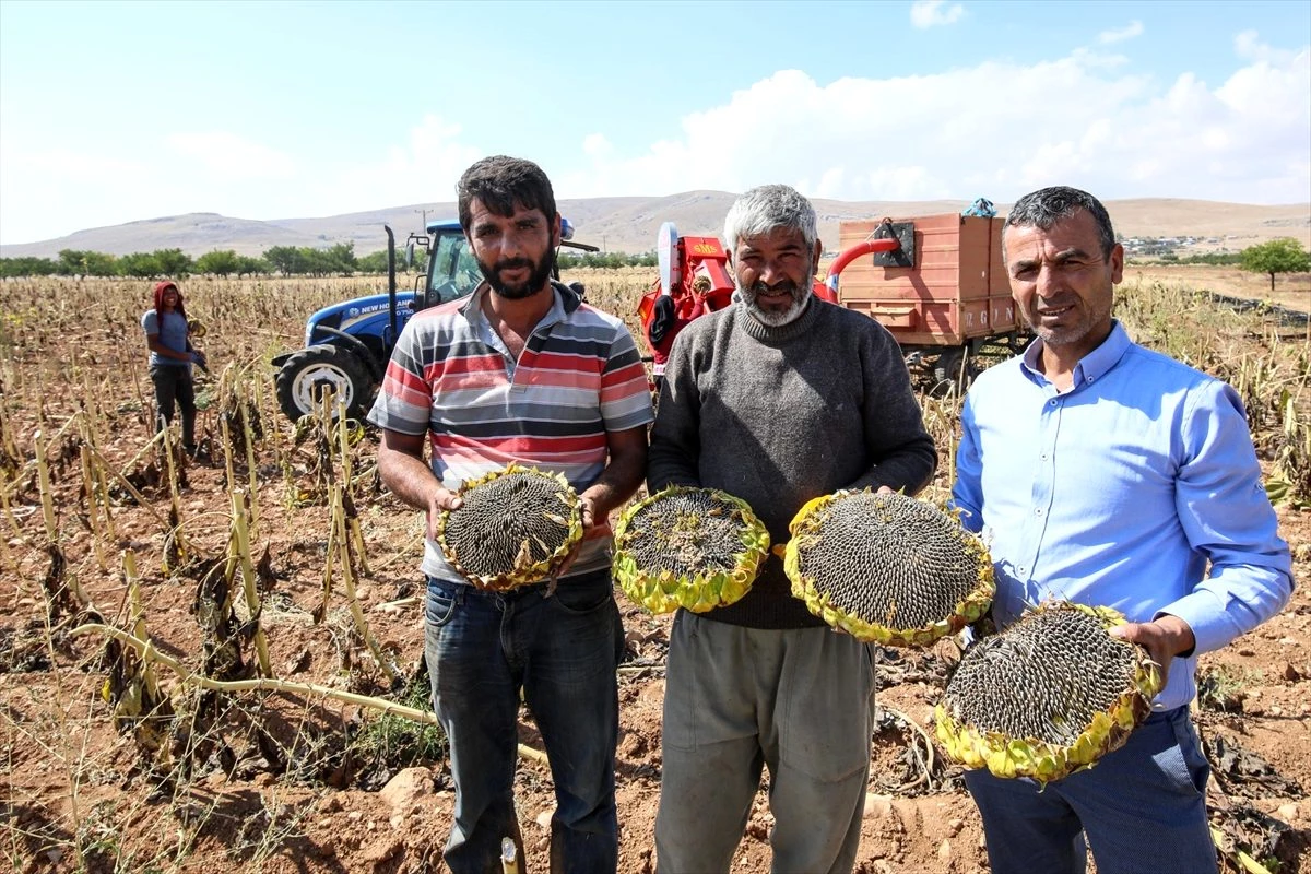 Darende\'de ayçiçeği hasadı yapıldı