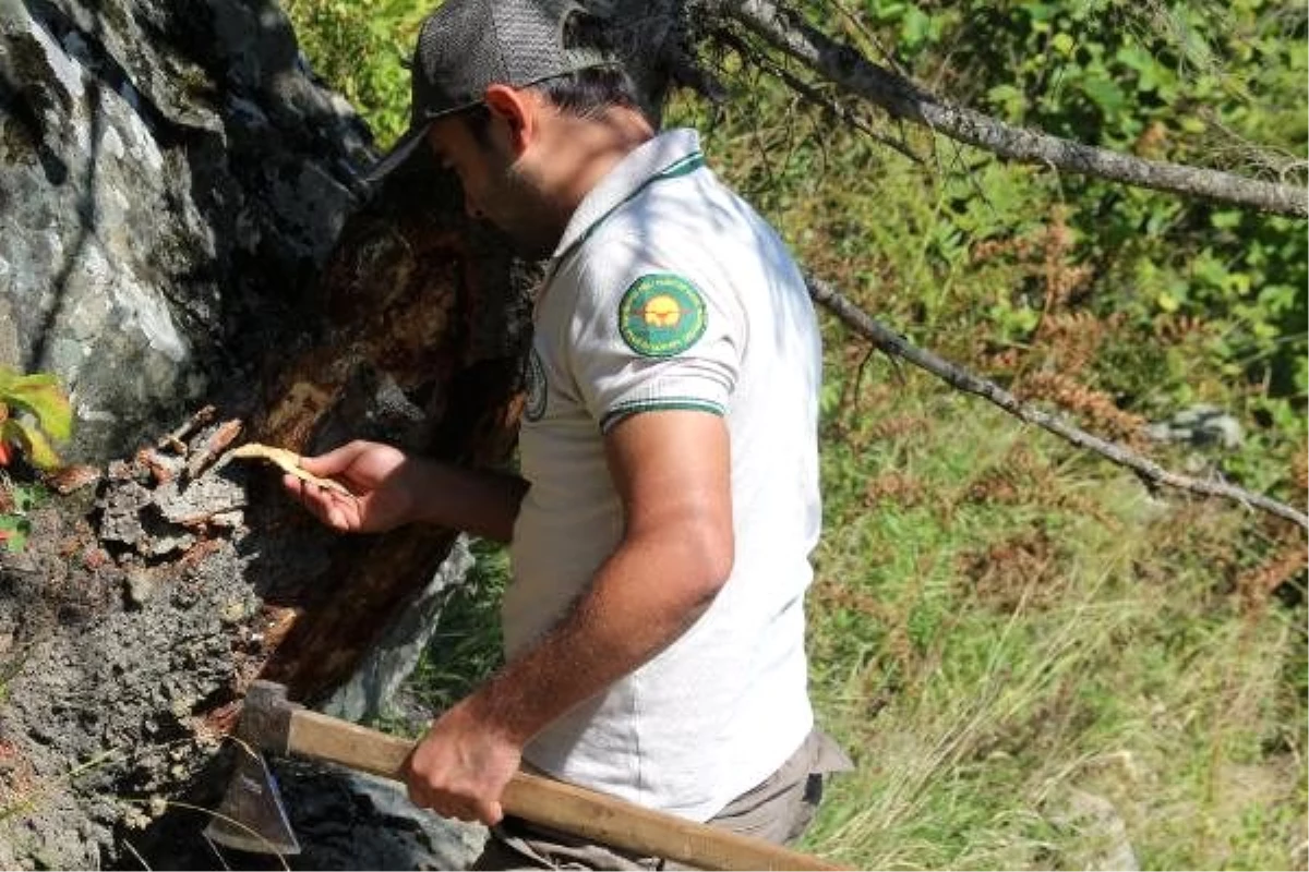 Dev kabuk böceğinin istila ettiği ladin ormanlarına \'terminatör böcek\'