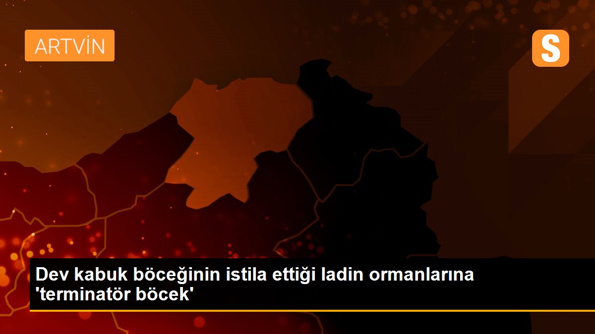 Dev kabuk böceğinin istila ettiği ladin ormanlarına \'terminatör böcek\'