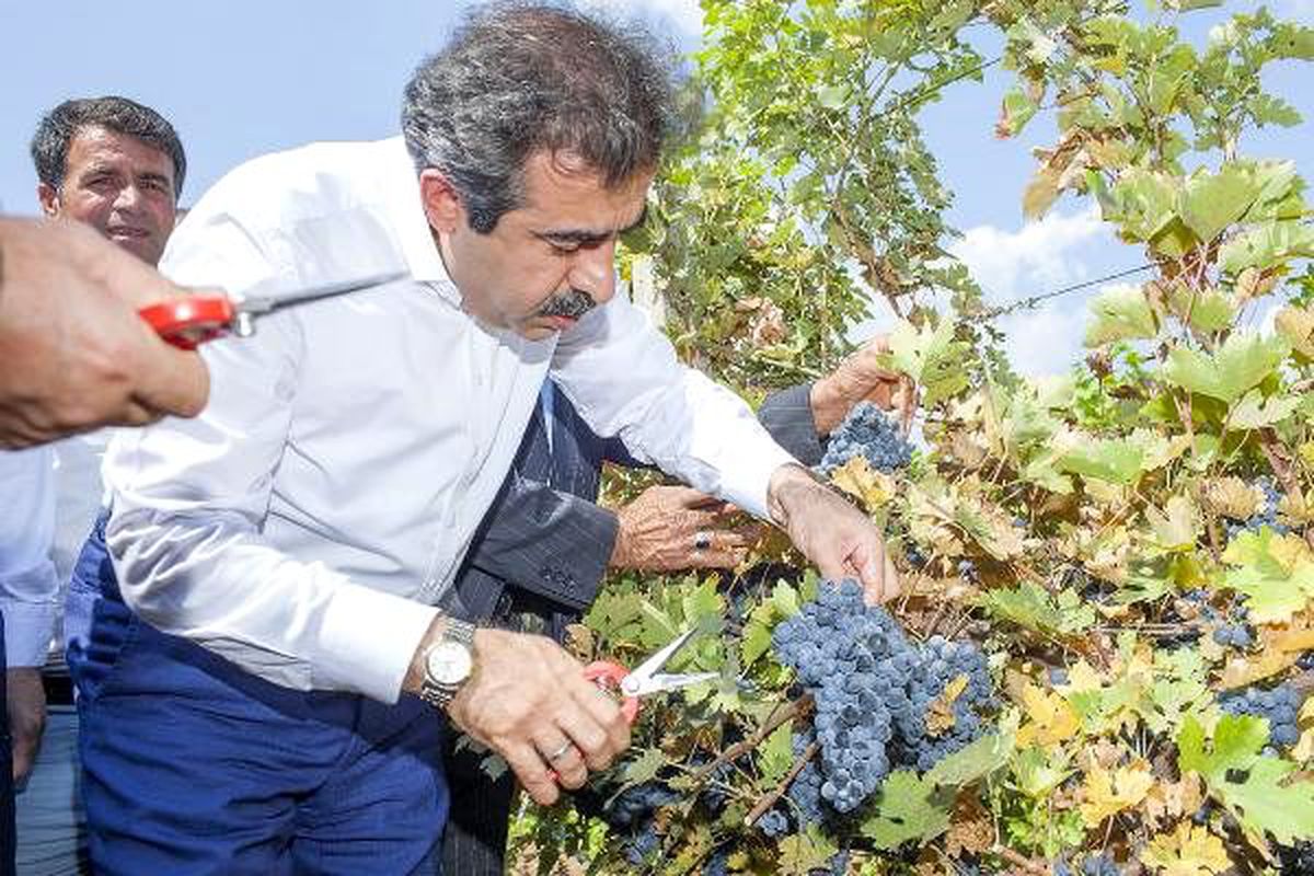 Diyarbakır\'da bağ bozumu ve badem hasadı