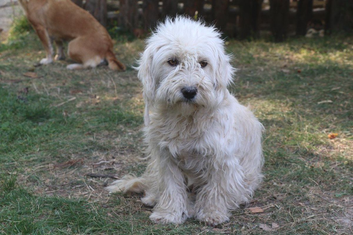 Köpek kedinin süt annesi oldu
