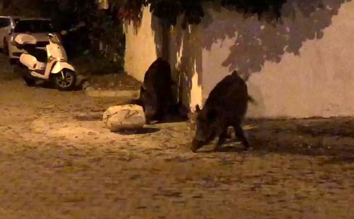 Marmaris\'e yaban domuzları indi