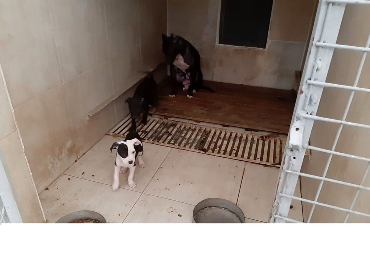 Pitbull Terrier cinsi köpek ve yavrularına el konuldu