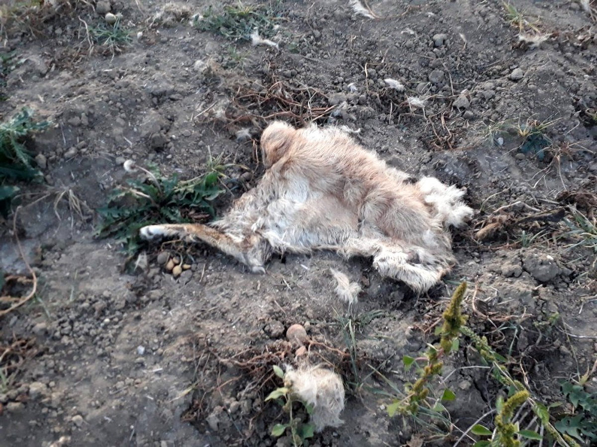 Tarlaya inen ayı bir köpeği telef etti