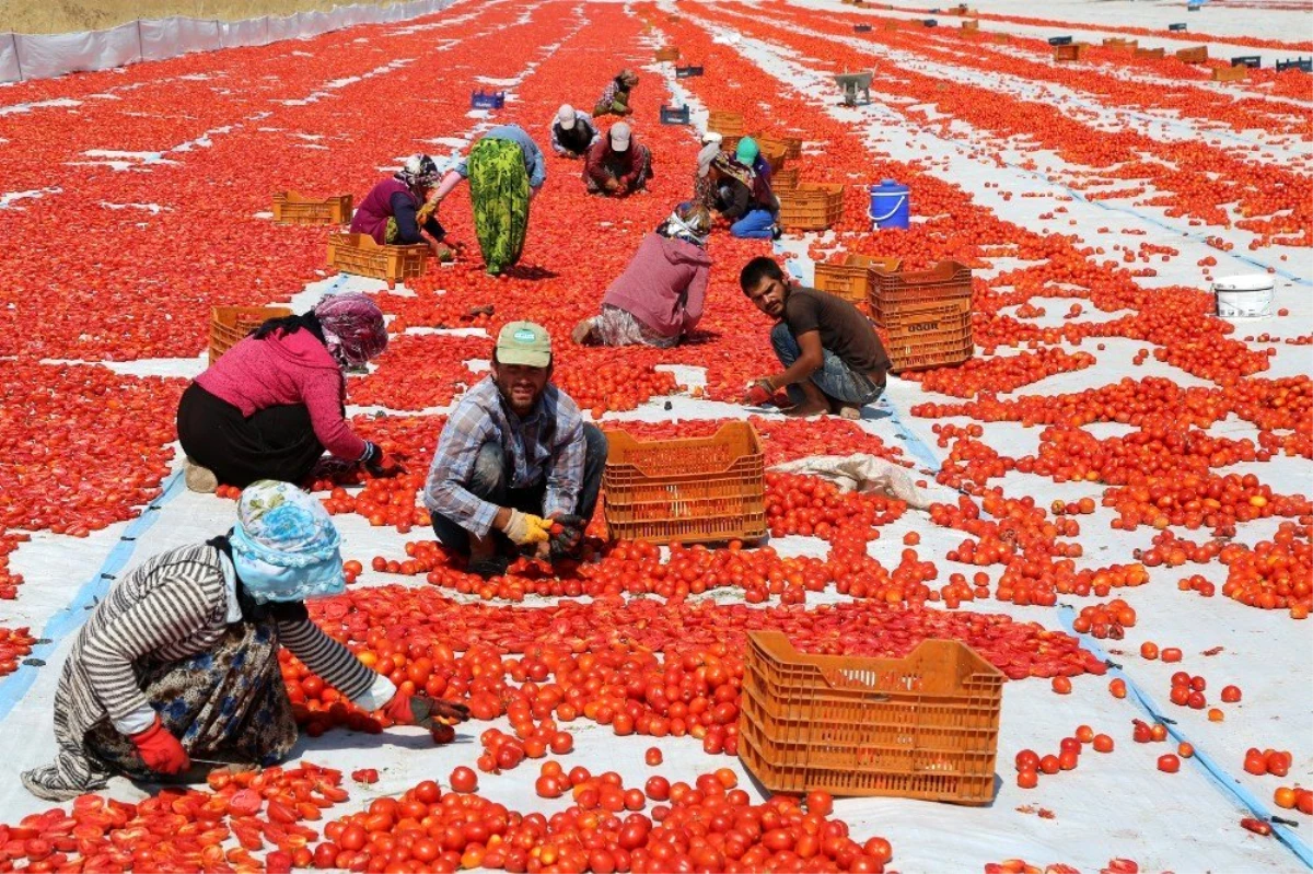 Tunceli\'den Avrupa\'ya kuru domates ihracatı