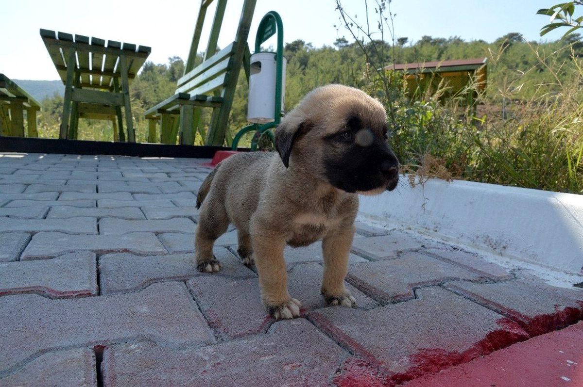 Yavru 4 köpeği çuvala koyup kuyuya attılar