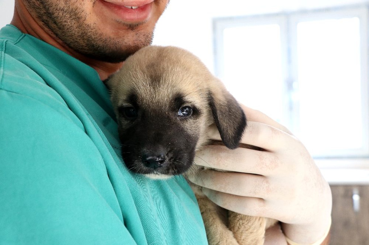 Yavru 4 köpeği çuvala koyup kuyuya attılar