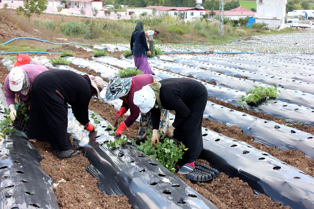 Yayladağı\'nda çiftçiye çilek fidesi desteği