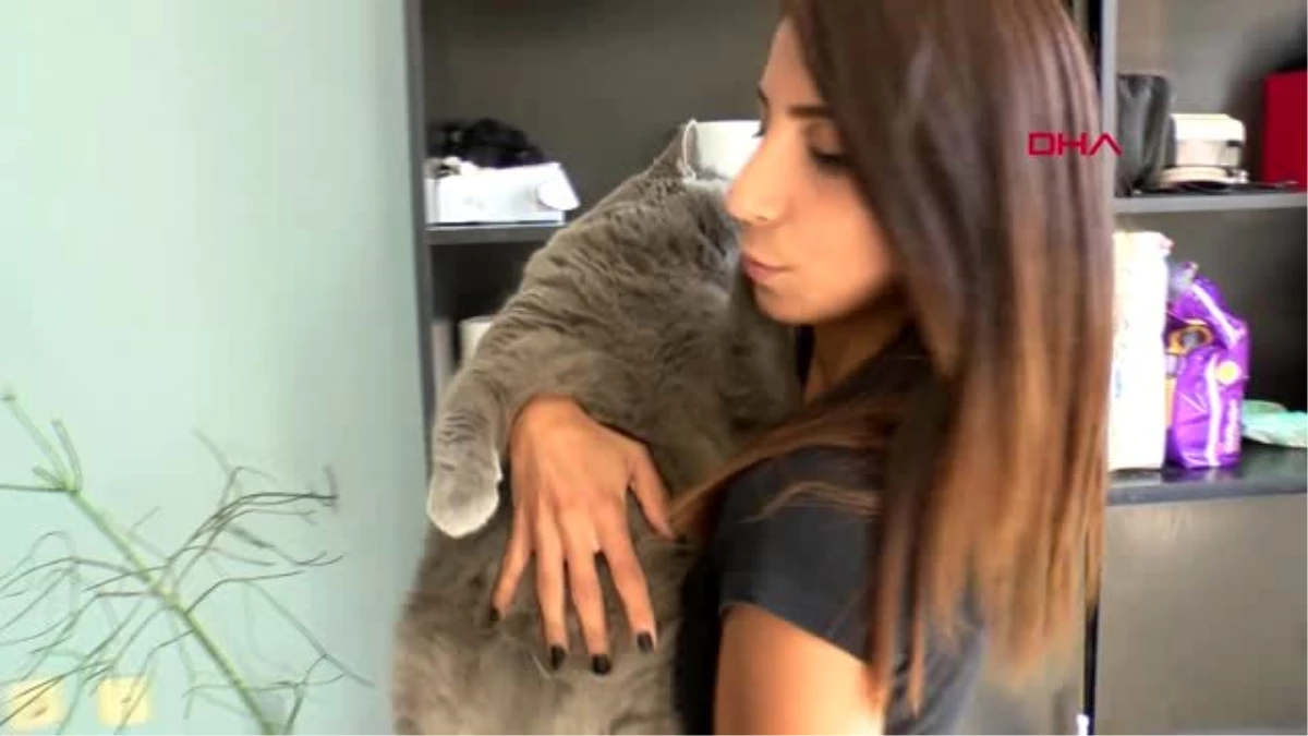 Ankara obez kedi, egzersiz ile 4,5 kilo verdi