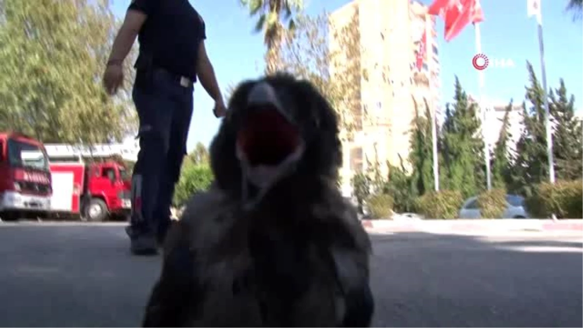 Antalya\'da renkli görüntüler... Yavru karga itfaiyenin maskotu oldu