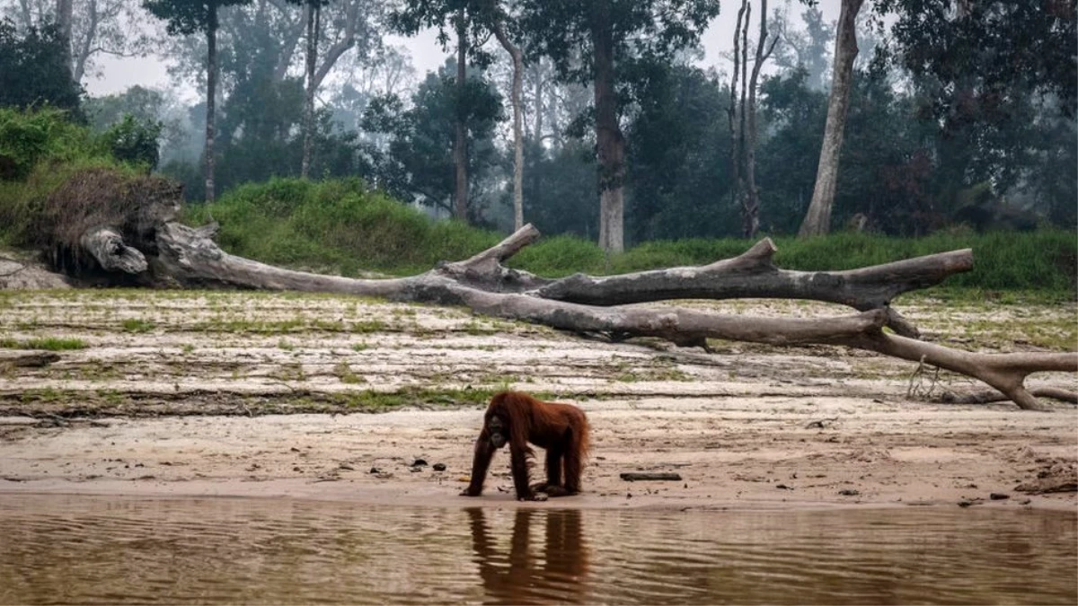 Borneo ve Sumatra\'daki orman yangınları nedeniyle yaşam savaşı veren orangutanlar görüntülendi