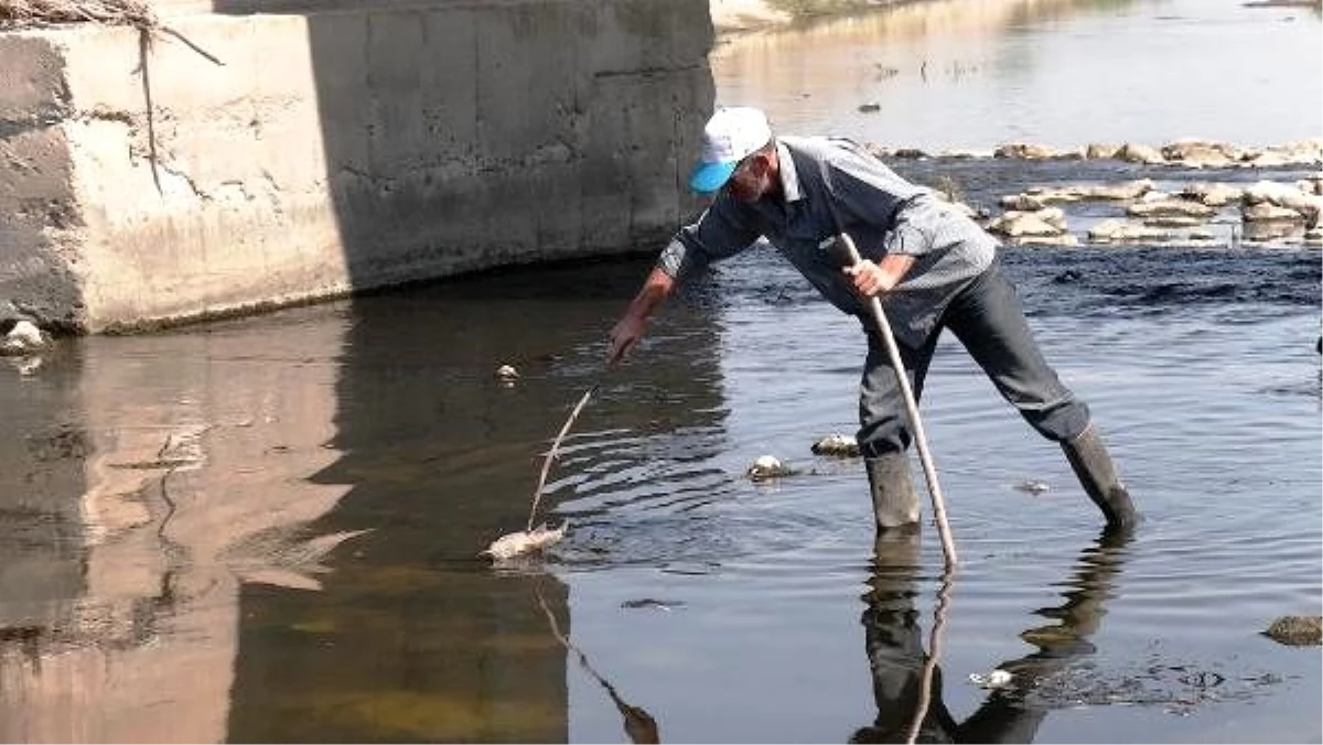 Bursa\'da toplu balık ölümleri