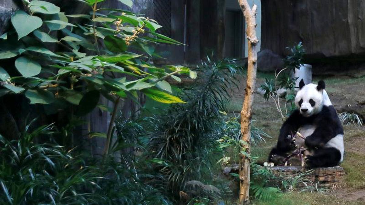 Çin, dev panda Chuang Chuang\'ın ani ölümünü araştırmak için Tayland\'a uzman ekip gönderiyor