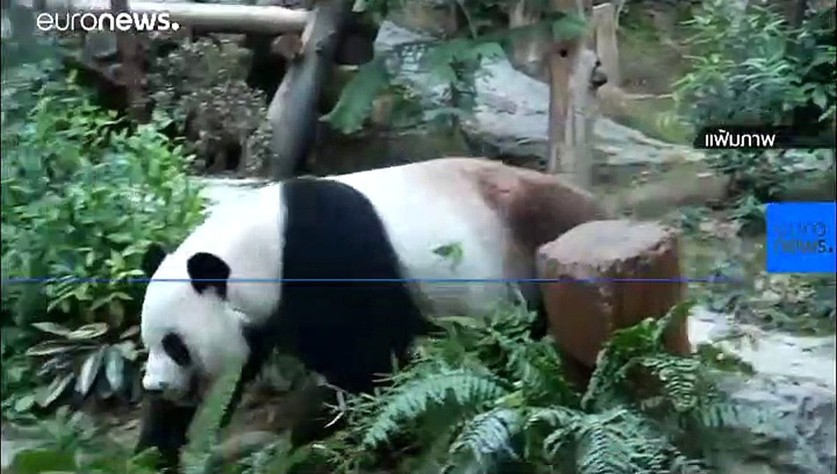 Çin, dev panda Chuang Chuang\'ın ani ölümünü araştırmak için Tayland\'a uzman ekip gönderiyor